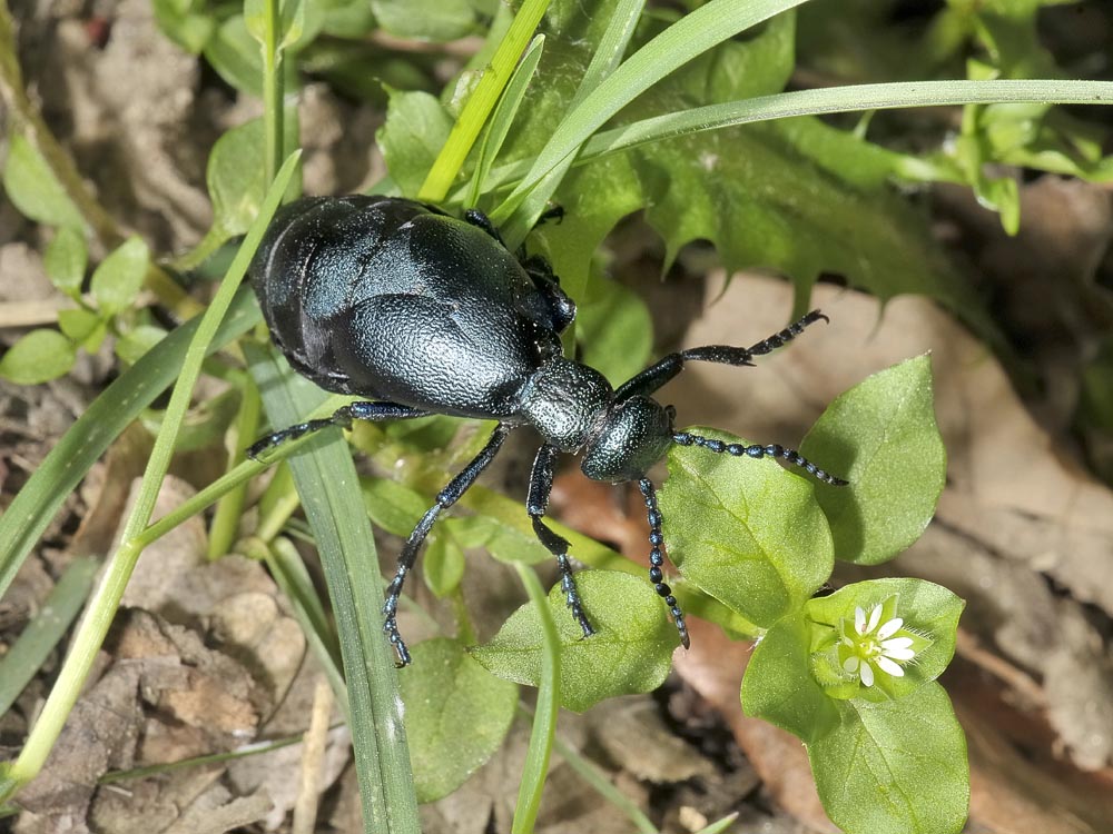 Meloe violaceus o proscarabeus?